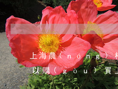 上海農(nóng)村宅基地可以繼承嗎(可以購(gòu)買上海農(nóng)村的宅基地嗎)