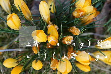 上海農(nóng)村宅基地法律法規(guī)(上海關(guān)于農(nóng)村宅基地使用條例)