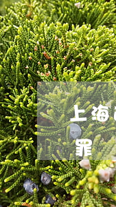 上海逾期會(huì)構(gòu)成詐騙罪嗎(上海逾期會(huì)構(gòu)成詐騙罪嗎)