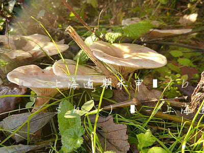 上海逾期未申報(bào)增值稅審批時(shí)間-上海逾期未申報(bào)增值稅審批時(shí)間多久
