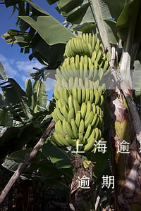 上海逾期罰款針對滬牌還是外牌-上海違章逾期