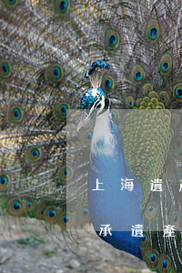 上海遺產(chǎn)繼承糾紛真實案例(繼承遺產(chǎn)糾紛起訴)