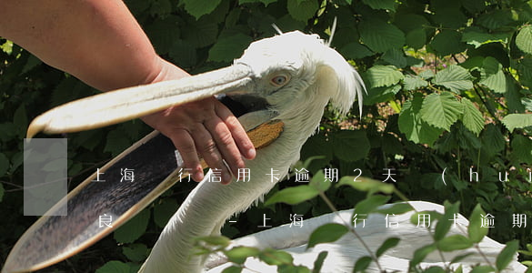 上海銀行信用卡逾期2天會(huì)有不良記錄嗎-上海銀行信用卡逾期2天會(huì)有不良記錄嗎