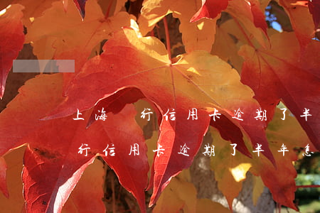 上海銀行信用卡逾期了半年怎么辦-上海銀行信用卡逾期了半年怎么辦啊