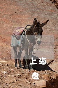 上海銀行信用卡逾期兩天會(huì)有不良記錄嗎-上海銀行信用卡逾期兩天會(huì)有不良記錄嗎