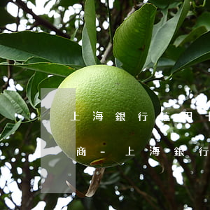 上海銀行信用卡逾期半年怎么協(xié)商-上海銀行信用卡逾期半年怎么協(xié)商還款
