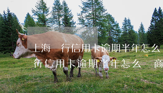 上海銀行信用卡逾期半年怎么協商-上海銀行信用卡逾期半年怎么協商還款