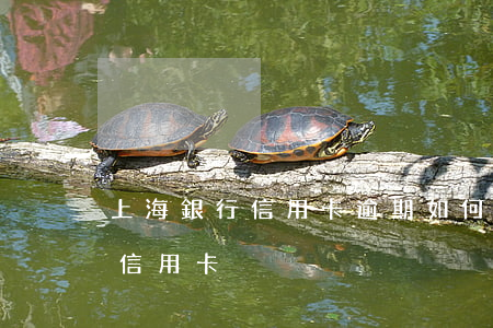 上海銀行信用卡逾期如何解凍(上海銀行取消信用卡)