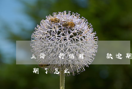 上海銀行信用貸還款逾期(上海銀行信用卡逾期了怎么辦)