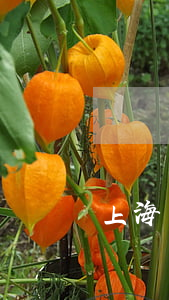 上海銀行公務(wù)卡還款逾期