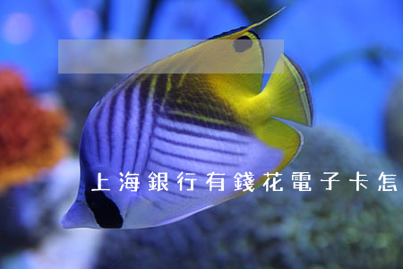 上海銀行有錢花電子卡怎么還款-