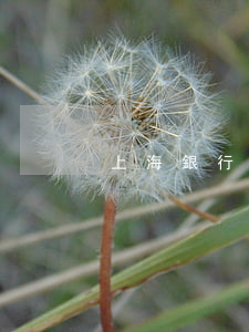 上海銀行逾期一次（上海銀行逾期多久起訴）