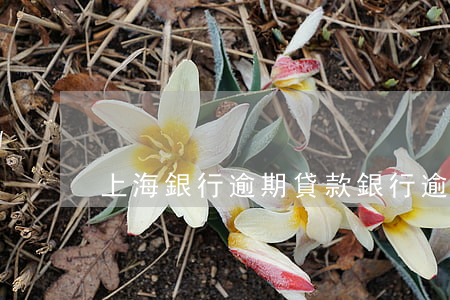 上海銀行逾期貸款（銀行逾期怎么處理上海）