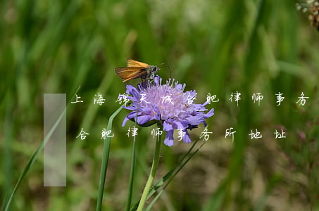 上海锦天城合肥律师事务所官网(上海锦天城合肥律师事务所地址)