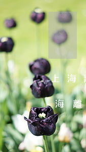 上海離婚律師事務(wù)所排名100(上海離婚律師事務(wù)所排名前十名)