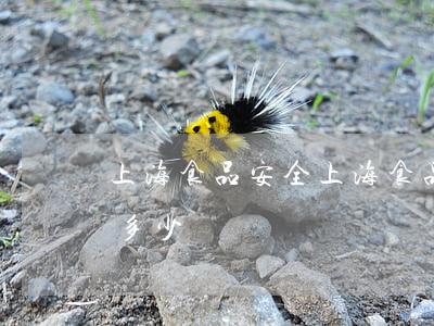 上海食品安全(上海食品安全舉報電話號碼是多少)