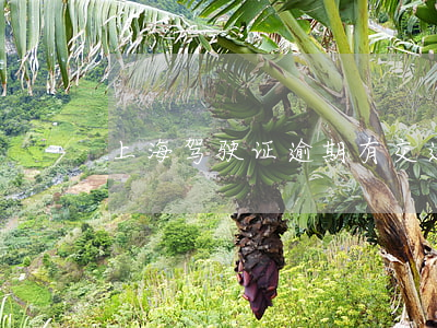 上海驾驶证逾期有交通事故