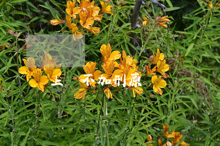 上訴不加刑原則