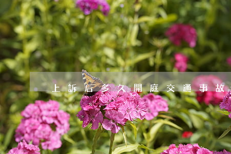 上訴后多久開庭(交通事故上訴后多久開庭)