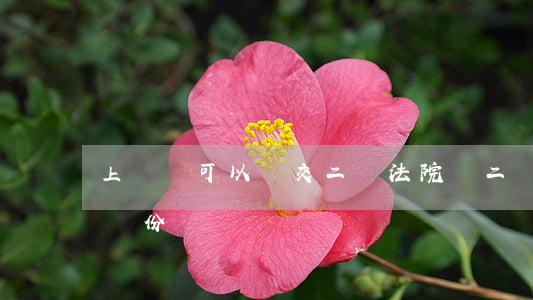 上訴狀可以遞交二審法院嗎(二審上訴狀提交幾份)
