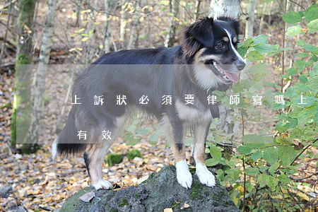 上訴狀必須要律師寫嗎?(上訴狀律師簽字是否有效)