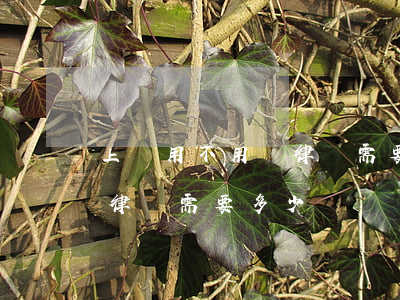 上訴用不用請律師需要多少錢(上訴用不用請律師需要多少錢)