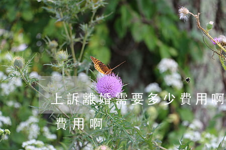 上訴離婚需要多少費用啊(上訴離婚需要多少費用啊)