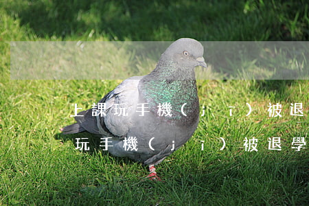 上課玩手機(jī)被退學(xué)(上課玩手機(jī)被退學(xué)合法嗎)