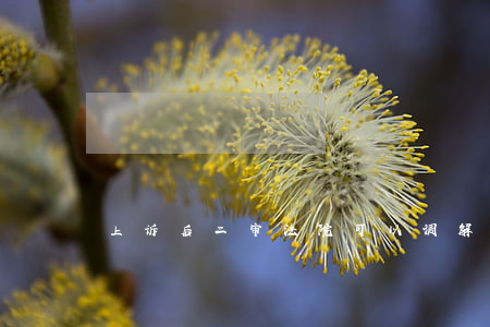 上诉后二审法院可以调解吗