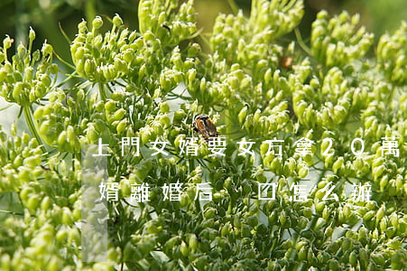 上門女婿要女方拿20萬才可以離婚(上門女婿離婚后戶口怎么辦?)