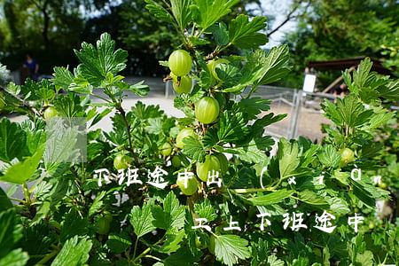 下班途中出現(xiàn)交通事故能算工傷嗎(員工上下班途中發(fā)生交通事故算不算工傷)