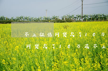 不上征信网贷欠了10万还不上-不上征信网贷欠了10万还不上怎么办