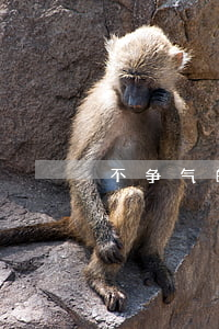不争气的弟弟欠网贷(弟弟欠网贷该不该帮他)