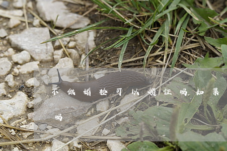 不做婚检可以领证吗(如果不做婚检可以领证吗)