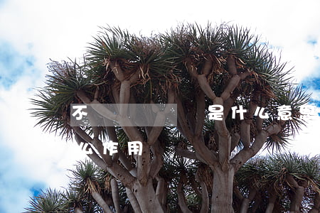 不動產權證書是什么意思（不動產權證書有什么作用）