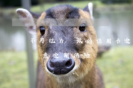 不可抗力導致的信用卡逾期怎么辦（信用卡非惡意逾期消除）