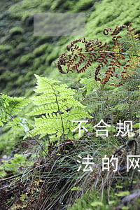 不合规的网贷被法院起诉了会咋办-被不合法的网贷起诉怎么办