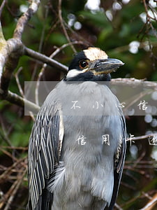 不小心信用卡逾期上征信了怎么办-不小心信用卡逾期上征信了怎么办呢
