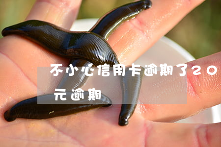 不小心信用卡逾期了20塊(信用卡200多元逾期)