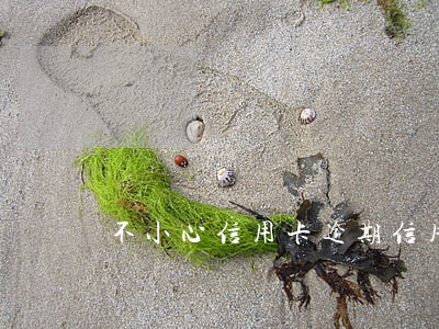 不小心信用卡逾期（信用卡逾期銀行已報警）