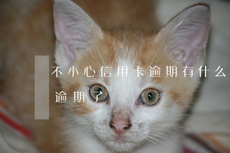 不小心信用卡逾期有什么后果(沒注意信用卡逾期了)