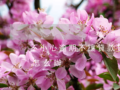 不小心逾期不讓貸款(貸款未能按時還 逾期了怎么辦)