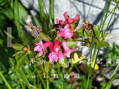 不小心逾期了忘記還款了(忘記還款導(dǎo)致逾期)
