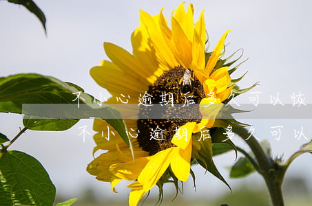 不小心逾期后多久可以恢復(fù)征信-不小心逾期后多久可以恢復(fù)征信記錄