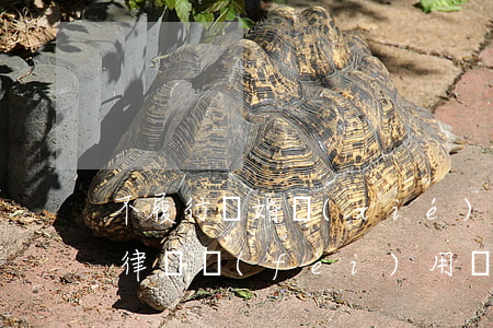 不履行離婚協(xié)議請(qǐng)律師費(fèi)用誰出(離婚官司找律師簽訂的協(xié)議)