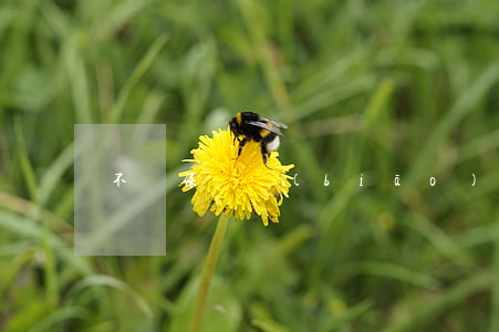 不屬保險標(biāo)的保險公司可以拒賠嗎