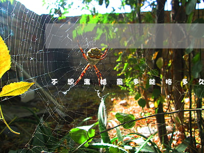 不想离婚最多能拖多久(不想离婚如何拖着)