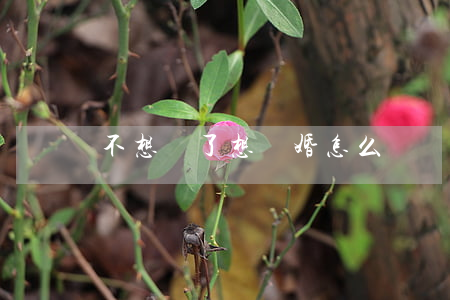 不想過了想離婚怎么辦