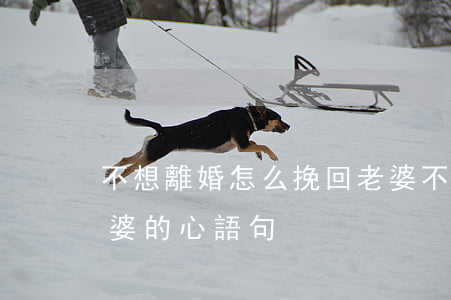 不想離婚怎么挽回老婆(不想離婚怎么挽回老婆的心語句)