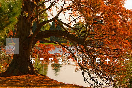 不是惡意逾期信用卡(沒注意信用卡逾期了)